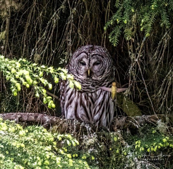 Owl and Hummingbird