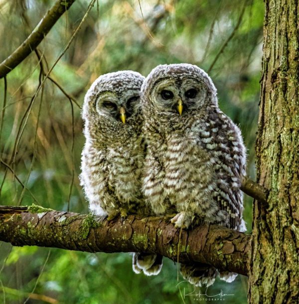 Twin Barred Owls
