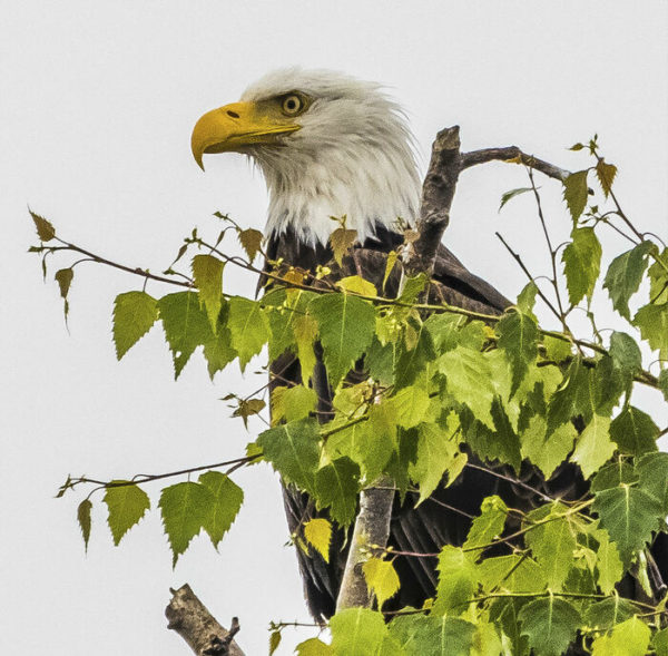 Birds of Whidbey Island