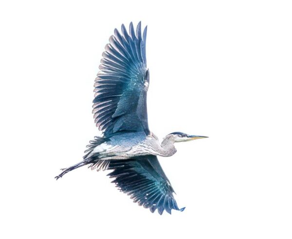 Bird Book II - Image 3