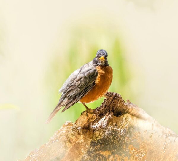 Bird Book II - Image 4