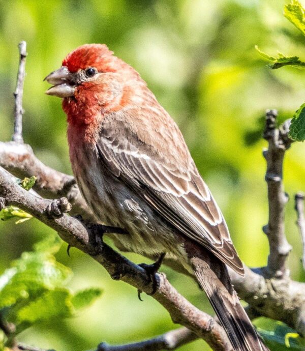 Bird Book II - Image 5