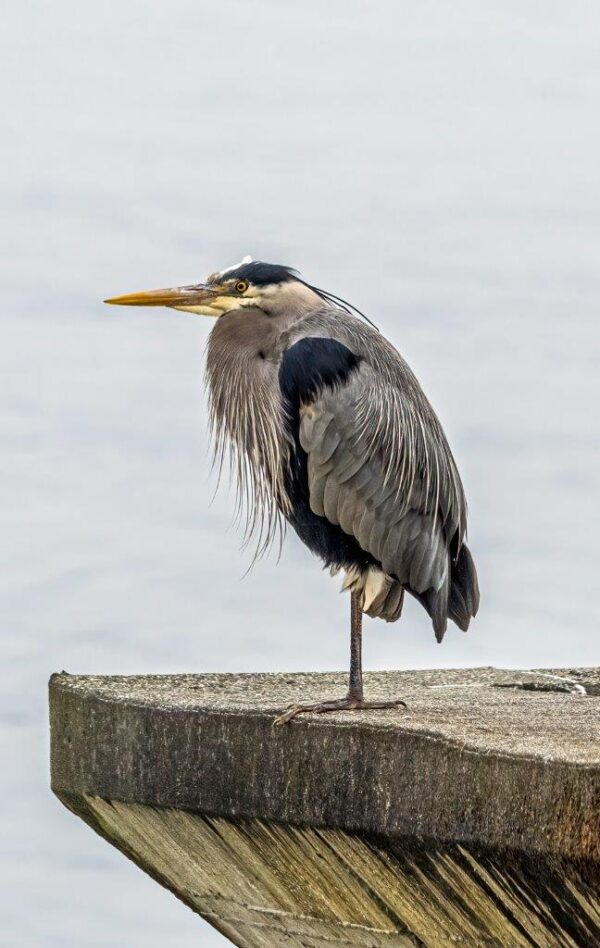 Bird Book II - Image 6