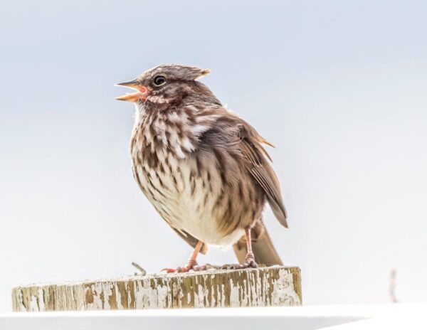 Bird Book II - Image 7