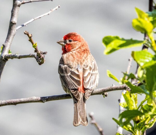 Bird Book II - Image 9