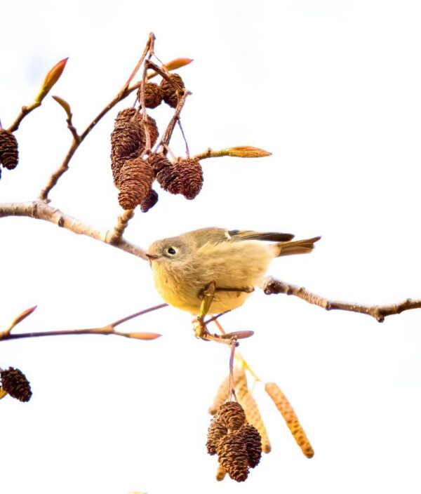 Bird Book II - Image 10